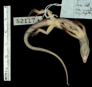 Media type: image;   Herpetology R-52117 Aspect: ventral